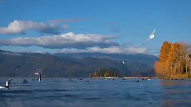 泸沽湖低角度拍摄海鸥湖面天空视频的预览图